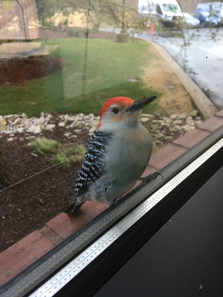 Woodpecker 5-4-18.jpg-1